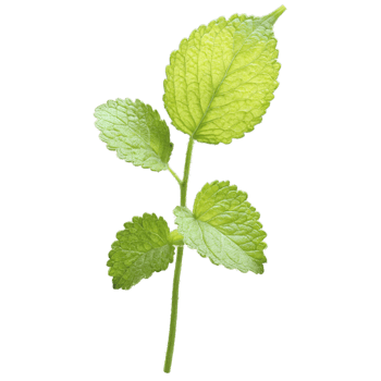 Lemon balm leaves fluttering in a refreshing citrusy breeze Melissa officinalis Food and Culinary concept png