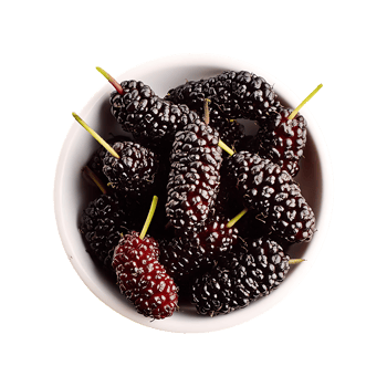 Mulberry isolated on transparent background png