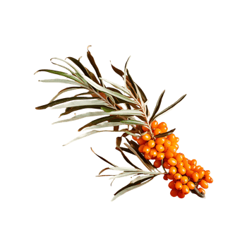 Sea Buckthorn isolated on transparent background png