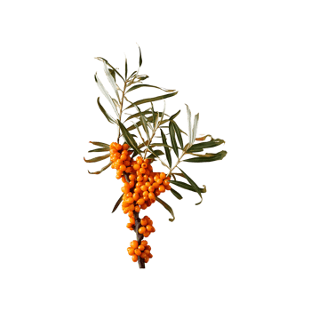 Sea Buckthorn isolated on transparent background png