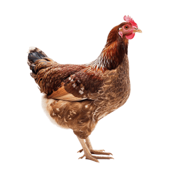 chicken image stand alone png