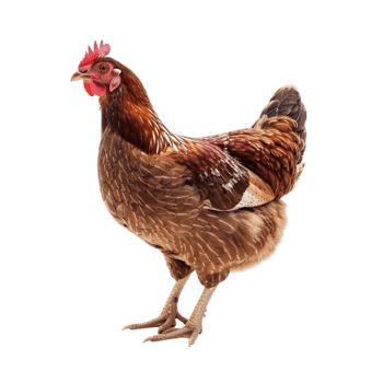 hen standing image png