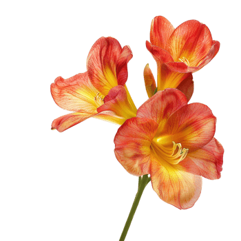 A beautiful freesia flower in full bloom, isolated on a transparent background png