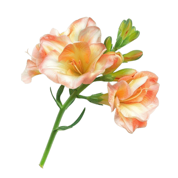 A beautiful freesia flower in full bloom, isolated on a transparent background png