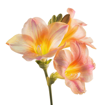 A beautiful freesia flower in full bloom, isolated on a transparent background png