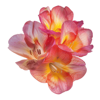 A beautiful freesia flower in full bloom, isolated on a transparent background png