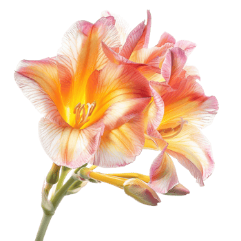 A beautiful freesia flower in full bloom, isolated on a transparent background png