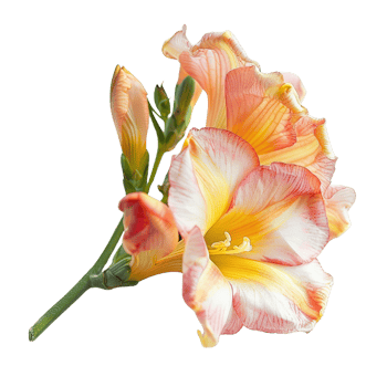 A beautiful freesia flower in full bloom, isolated on a transparent background png