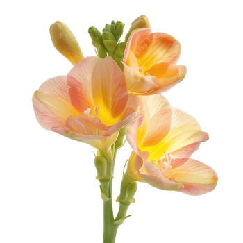 A beautiful freesia flower in full bloom, isolated on a transparent background png