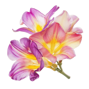 A beautiful freesia flower in full bloom, isolated on a transparent background png