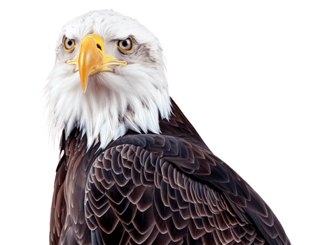 American bald eagle png