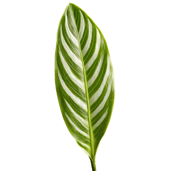 Aglaonema leaf elongated oval leaf with silver and green variegation and prominent midrib Aglaonema nitidum png