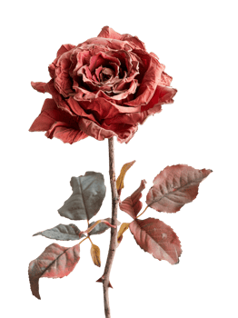 Withered Red Rose Isolated on Transparent Background png