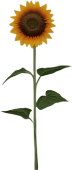 Sunflower clipart for creative projects. AI-generated. png