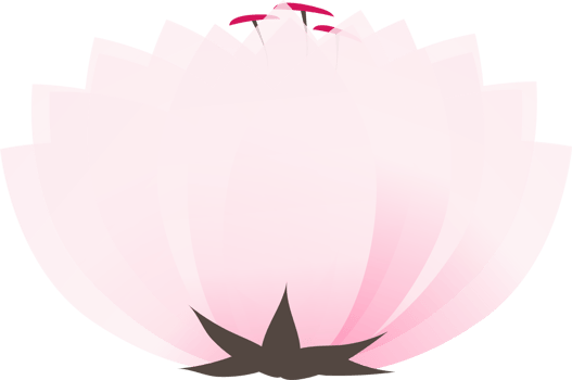 Cherry blossom japanese sakura illustration on transparent background. png