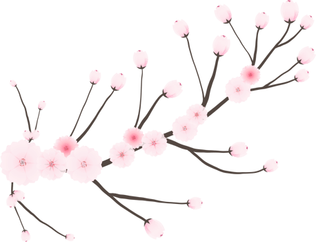 Cherry blossom branch with sakura flower illustration on transparent background. png