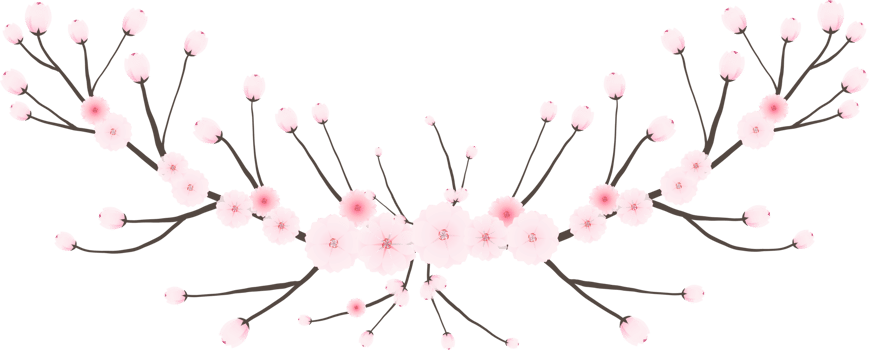 Cherry blossom branch with sakura flower illustration on transparent background. png