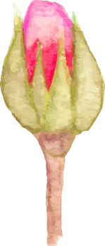 Red miniature rosebud illustration on transparent background. png