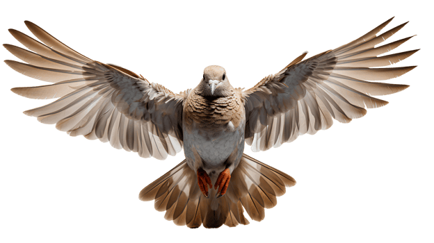 Dove bird . Mourning dove in flight with spread wings isolated. Dove of peace isolated. Rain dove with luscious feathers flying png