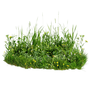 A mixed prairie grass bed in early summer, lush and vibrant green with occasional wildflowers, isolated on a transparent background png