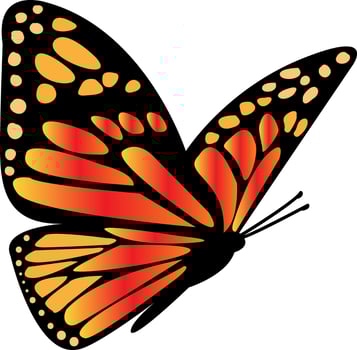 Butterfly with Orange and Black Wings Flies on a White Background. Ethereal Butterfly Winged Silhouette Illustration. Colorful Monarch Metamorphosis Closeup. Tropical Element. illustration vector