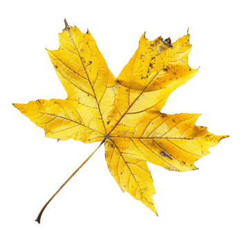 Autumn Yellow Leaves on Transparent Background png