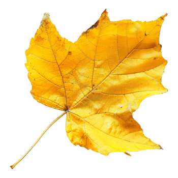 Autumn Yellow Leaves on Transparent Background png