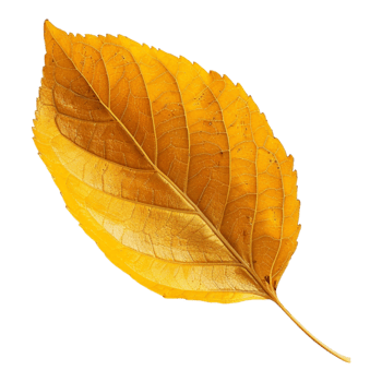 Autumn Yellow Leaves on Transparent Background png