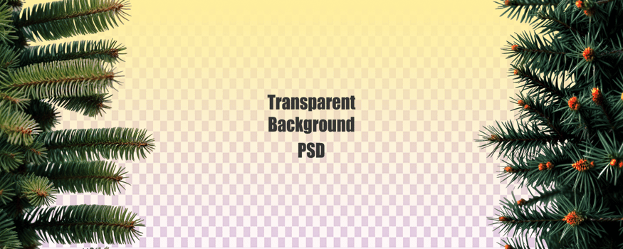 Evergreen Tree Branches on White Background psd