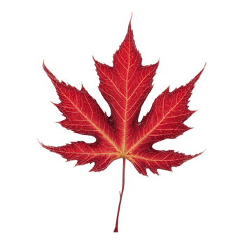 Maple Leaf vibrant red leaf with deep lobes and intricate veins curling at the edges png