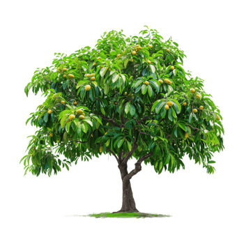 Mango Tree on Transparent Background png