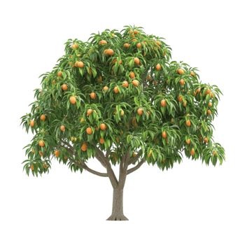 Mango Tree on Transparent Background png