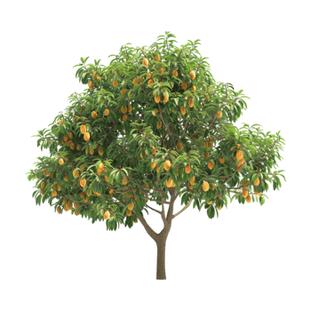 Mango Tree on Transparent Background png
