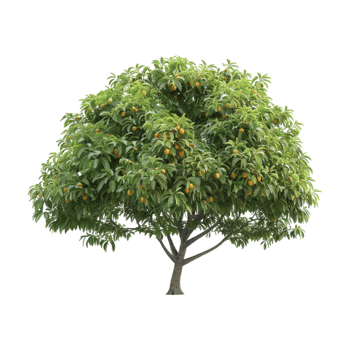 Mango Tree on Transparent Background png