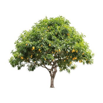 Mango Tree on Transparent Background png