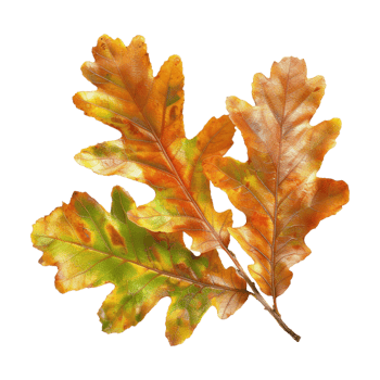 Autumn Leaf on Transparent Background png