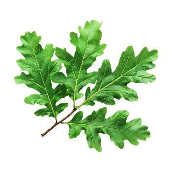 Autumn Leaf on Transparent Background png