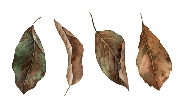 Autumn leaves at various stages of decay. The watercolor botanical collection is drawn by hand in the autumn style. For seasonal designs, in postcards, posters, wallpaper and educational materials. vector