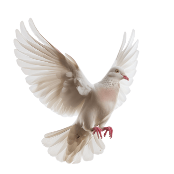 A serene dove in mid-air, symbolizing peace and freedom, isolated on a transparent background png