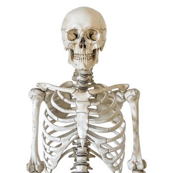 Human Bones Skeleton on Transparent Background png