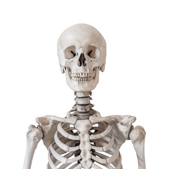 Human Bones Skeleton on Transparent Background png