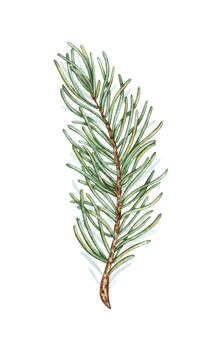 Fir branch with green needles watercolor illustration. Forest plants for winter and Christmas decor. Isolated from the background. Pine, fir, larch, juniper, thuja, larch, conifer. png
