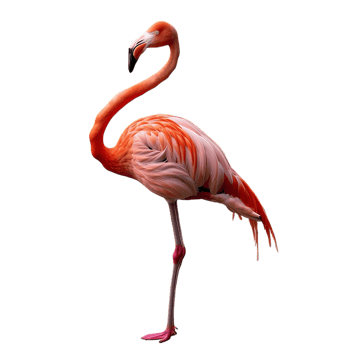 flamingo standing on its legs, isolated on transparent background png