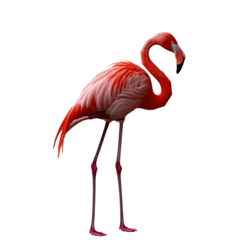 flamingo standing on a transparent background png