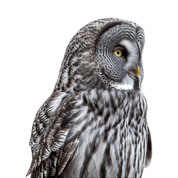 Owl on Transparent Background png