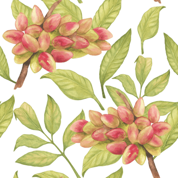 Seamless pattern with pistachio tree fruits, leaves watercolor illustration. Botanical drawing sketch stylized. Hand drawn, suitable for food packaging design png