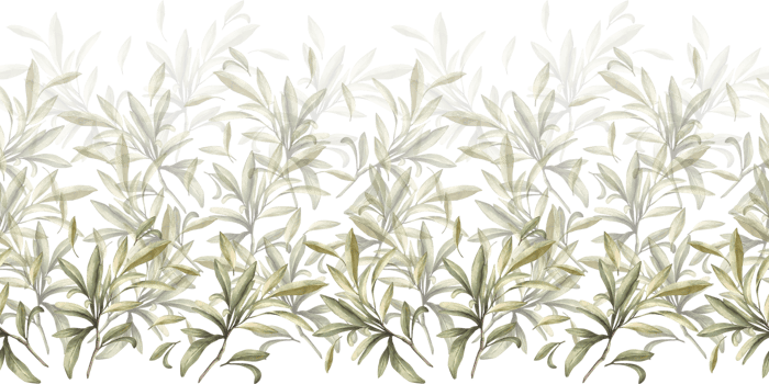 Olive branch, no fruit with green leaves. Watercolor botanical floral seamless border, pattern Hand drawn nature leaf illustration for food oil label paper, wallpaper, packaging on isolated background png