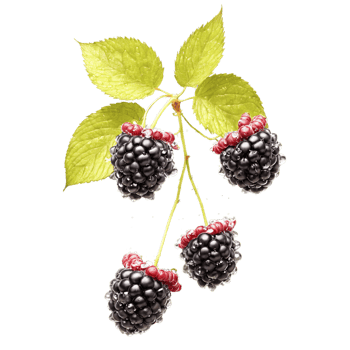 Ripe black raspberries gleaming delicate petals flying water droplets suspended Rubus occidentalis Food and Culinary png