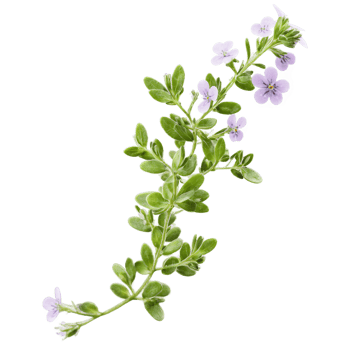 Thyme leaves dancing in a gust of wind with tiny flowers floating Thymus vulgaris Food png