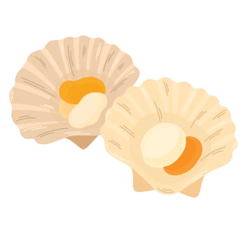 Scallops. Open sea scallop delicacy, seafood. Gourmet appetizer. Delicious raw seafood delicatessen. Flat illustration isolated on white background vector